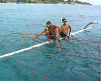 Bali News: Bali's Coral Reef Under Threat